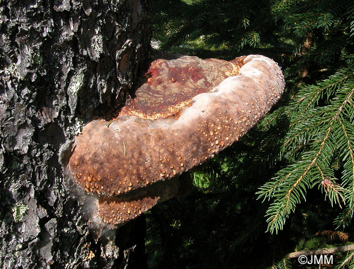 Fomitopsis pinicola