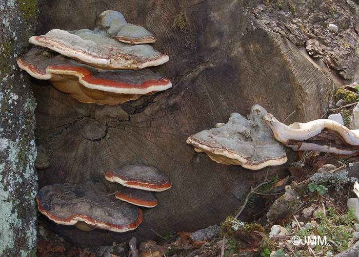 Fomitopsis pinicola