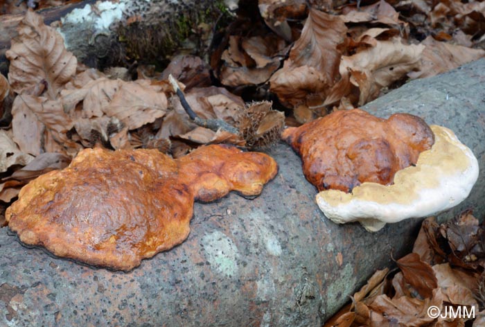 Fomitopsis pinicola = Ungulina marginata