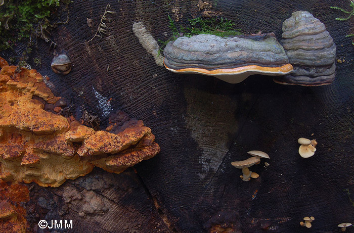 Fomitopsis pinicola & Neolentinus adhaerens & Gloeophyllum odoratum