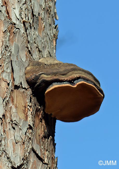 Fomitopsis pinicola