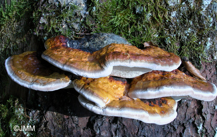 Fomitopsis pinicola