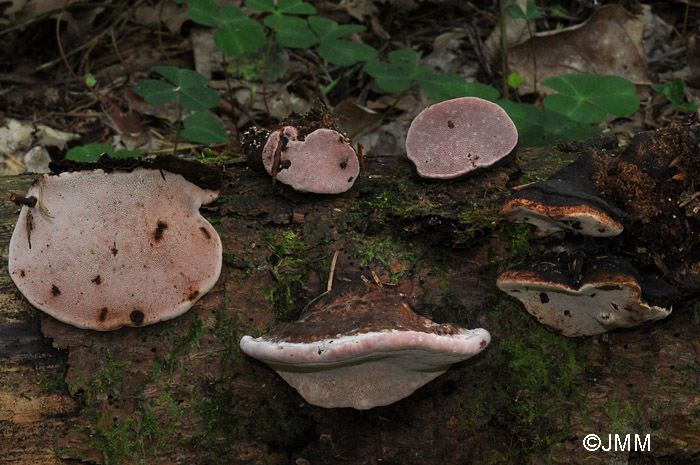 Fomitopsis rosea