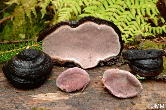 Fomitopsis rosea