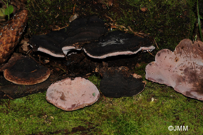 Fomitopsis rosea