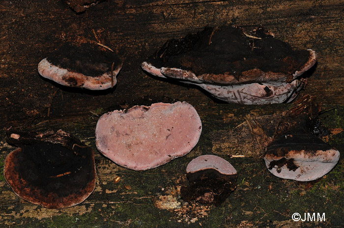 Fomitopsis rosea