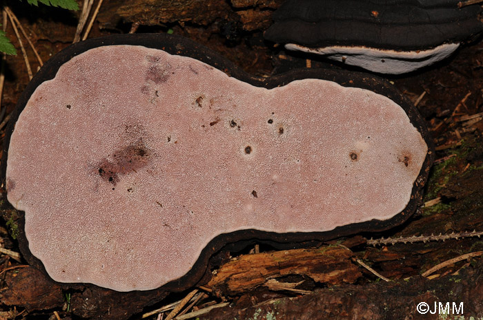 Fomitopsis rosea