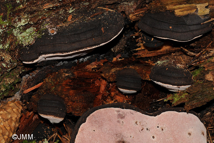 Fomitopsis rosea