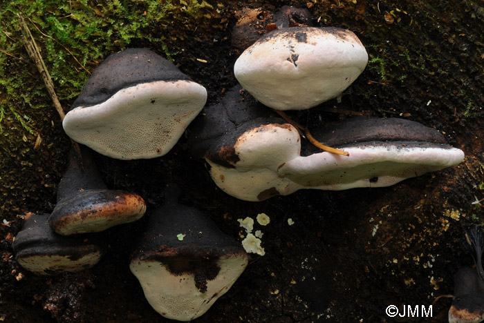 Fomitopsis rosea