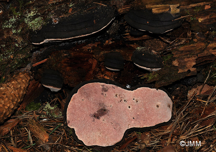 Fomitopsis rosea