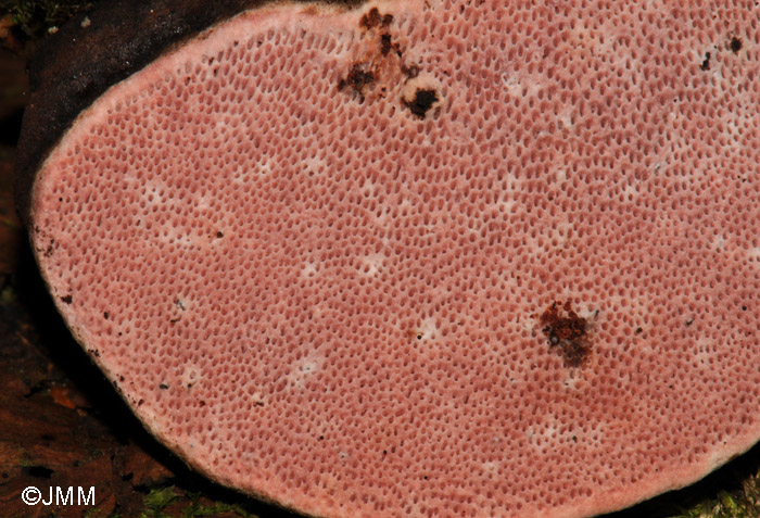 Fomitopsis rosea