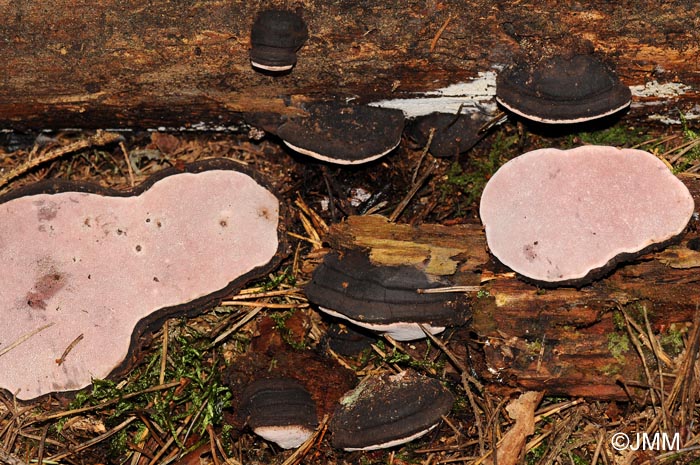 Fomitopsis rosea