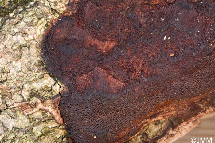 Phellinus ferreus = Fuscoporia ferrea