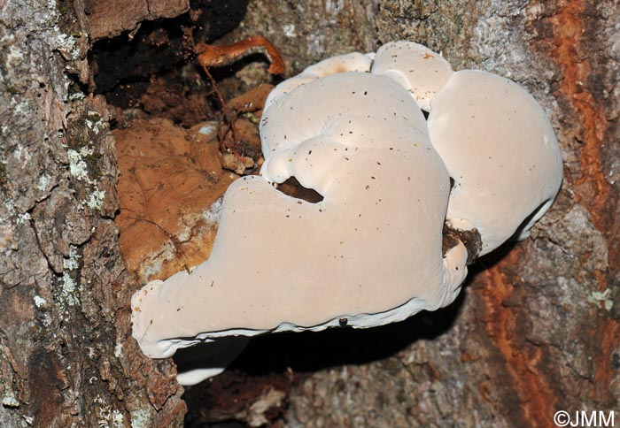 Ganoderma adspersum