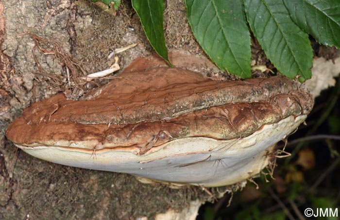Ganoderma adspersum = Ganoderma australe