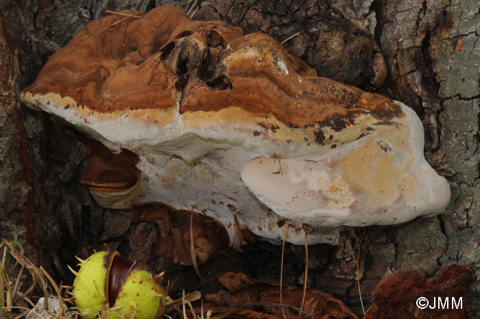 Ganoderma adspersum