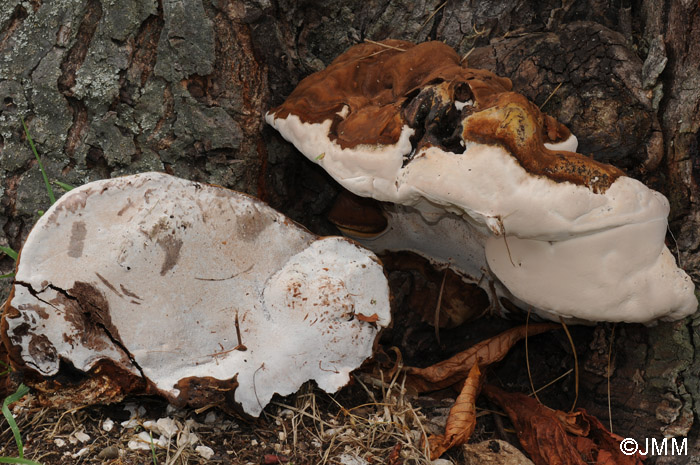 Ganoderma adspersum