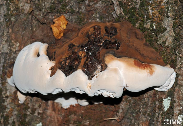 Ganoderma adspersum