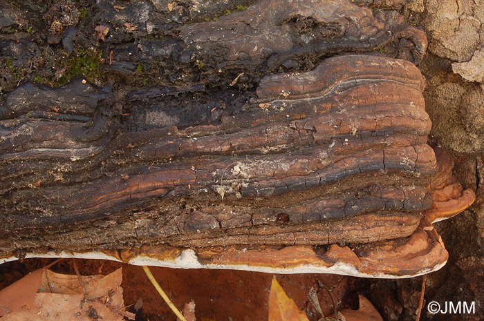 Ganoderma adspersum