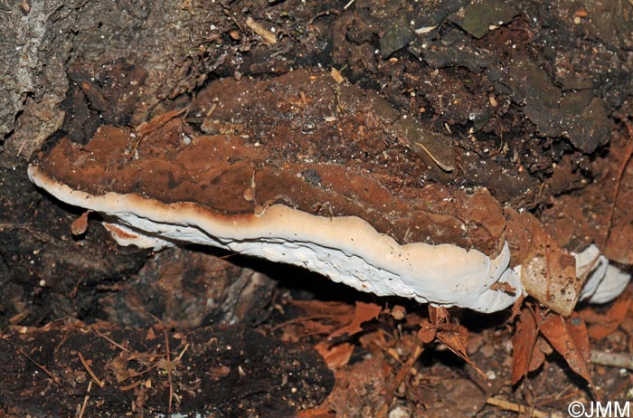 Ganoderma adspersum