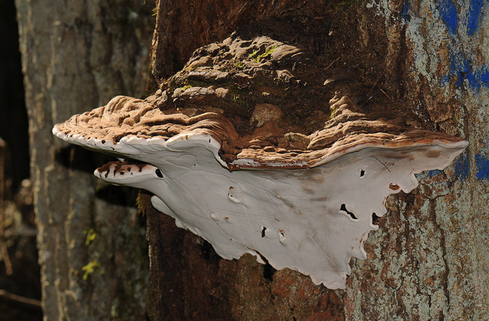 Ganoderma adspersum