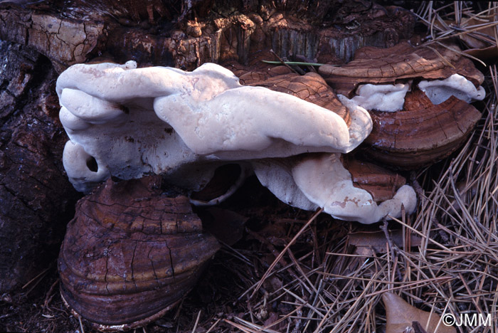 Ganoderma adspersum