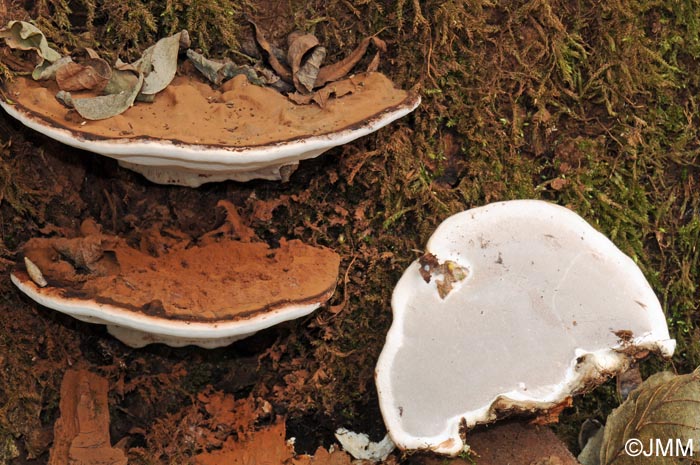 Ganoderma applanatum