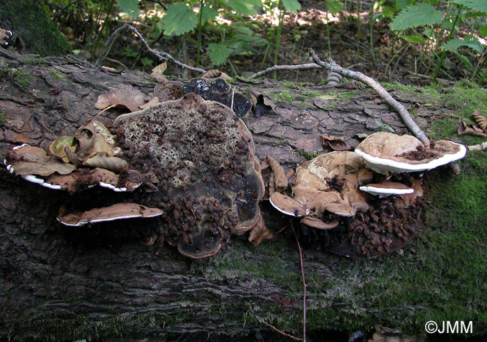 Ganoderma applanatum