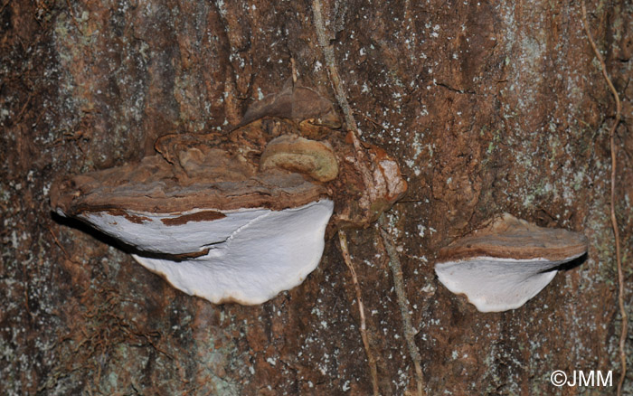 Ganoderma applanatum