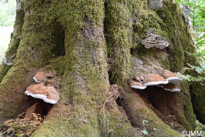 Ganoderma applanatum