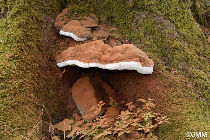 Ganoderma applanatum