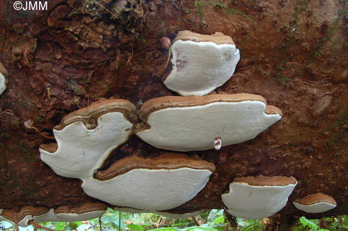 Ganoderma applanatum