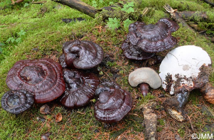 Ganoderma carnosum = Ganoderma atkinsonii