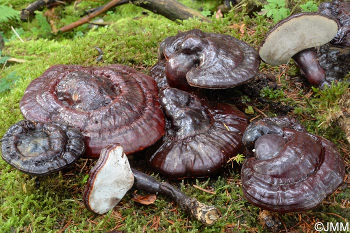 Ganoderma carnosum = Ganoderma atkinsonii