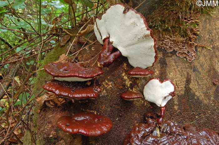 Ganoderma carnosum