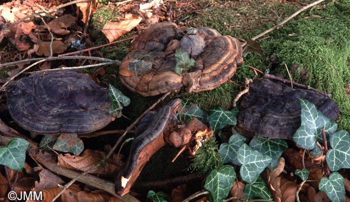 Ganoderma carnosum = Ganoderma atkinsonii