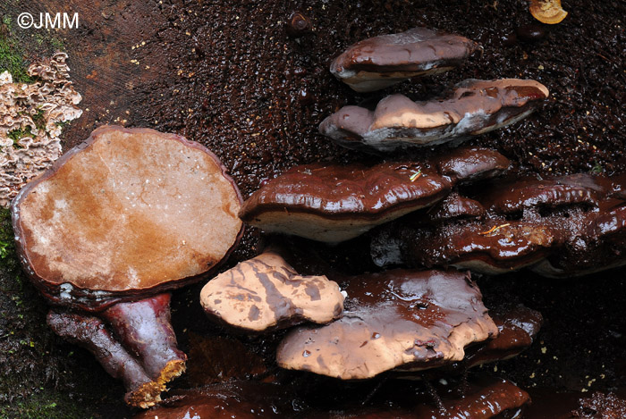 Ganoderma carnosum = Ganoderma atkinsonii