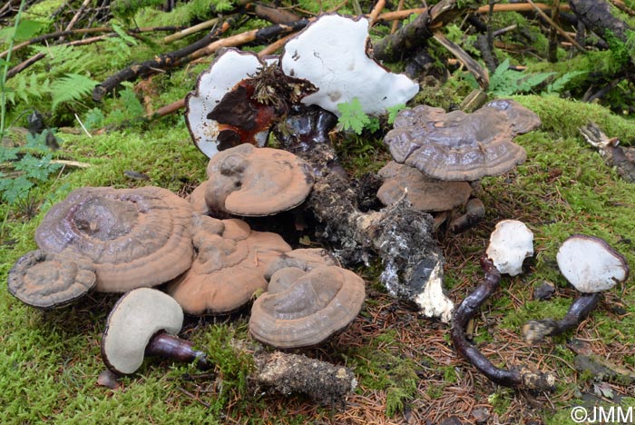 Ganoderma carnosum = Ganoderma atkinsonii