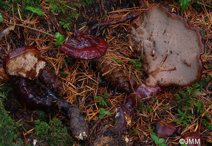 Ganoderma carnosum = Ganoderma atkinsonii