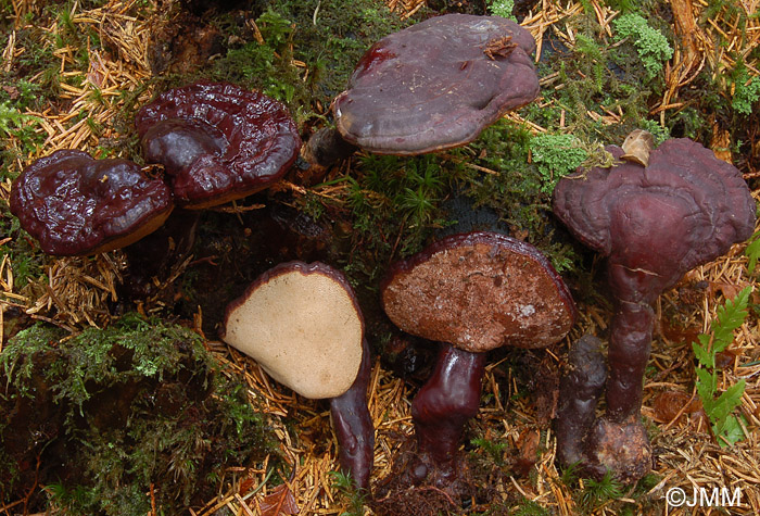 Ganoderma carnosum = Ganoderma atkinsonii