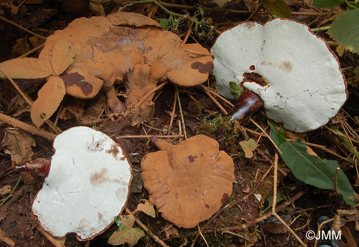 Ganoderma carnosum = Ganoderma atkinsonii