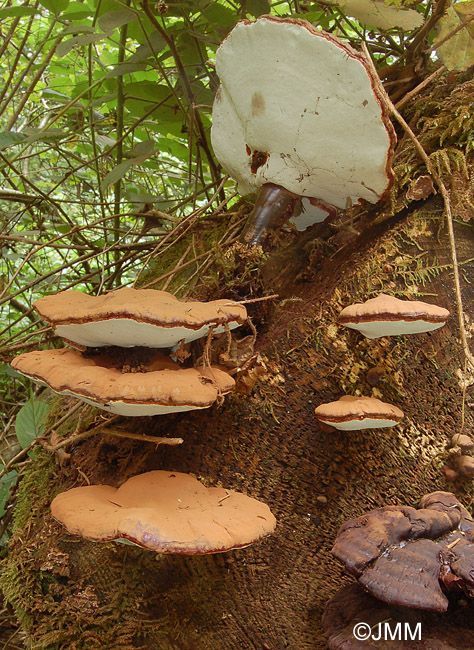 Ganoderma carnosum = Ganoderma atkinsonii