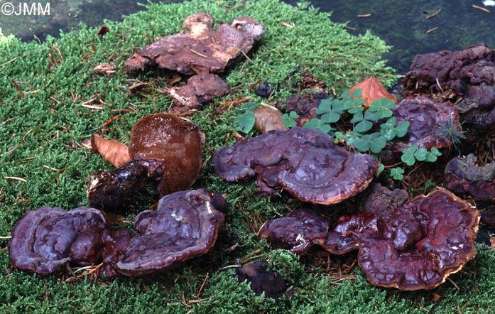 Ganoderma carnosum = Ganoderma atkinsonii