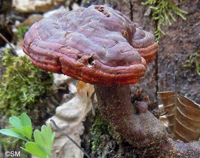 Ganoderma lucidum