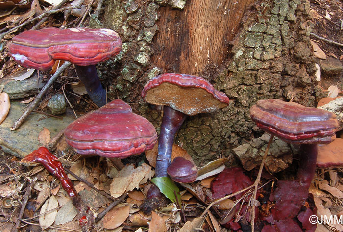 Ganoderma lucidum