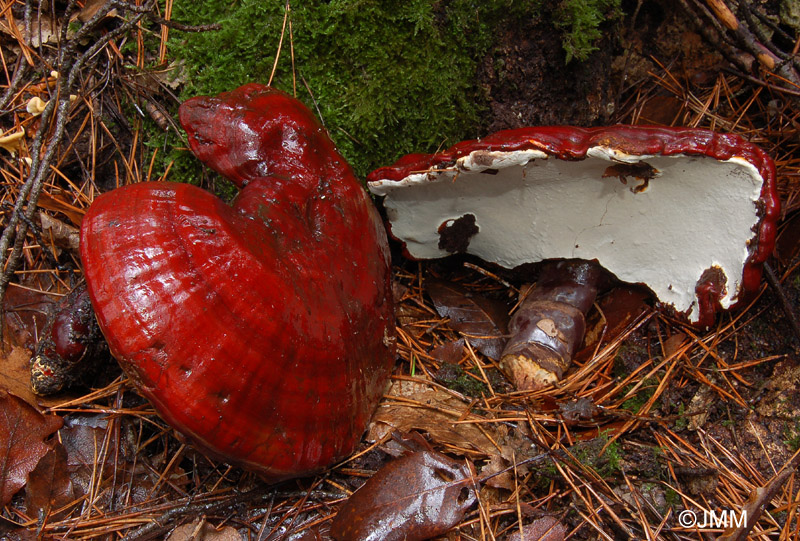 Ganoderma lucidum