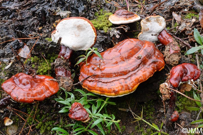 Ganoderma lucidum