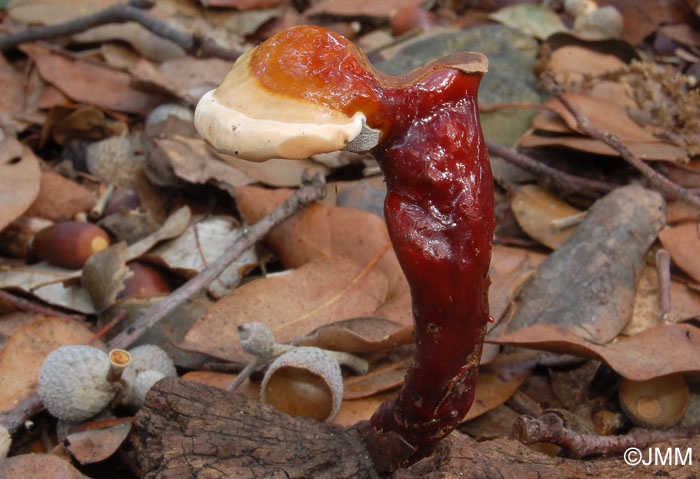 Ganoderma lucidum