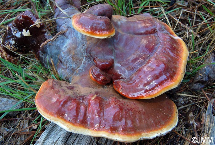 Ganoderma lucidum