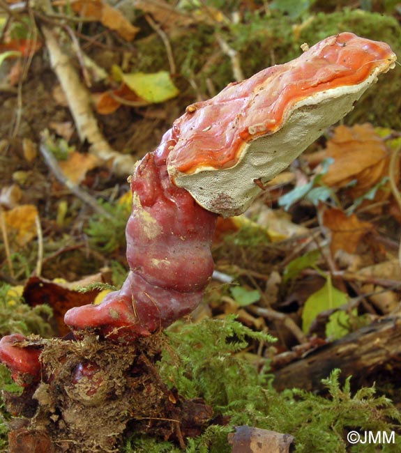 Ganoderma lucidum